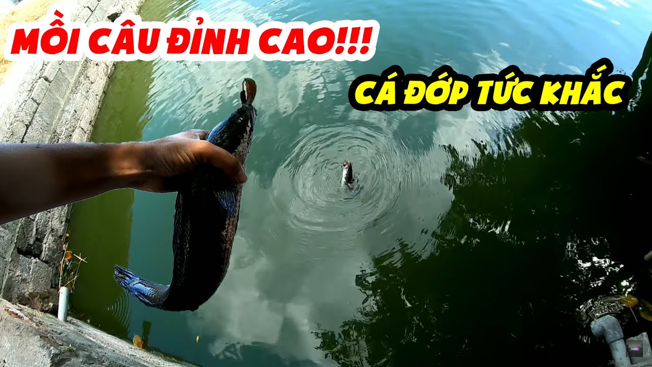 Thóc TV - Lên Cá Bằng Mồi Mềm Thần Thánh