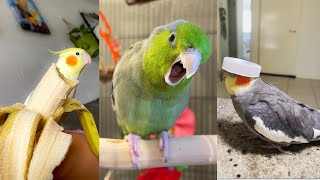 PARROTS ARE AWESOME - Funniest parrot videos by Pet Blade 343 views 2 years ago 5 minutes, 29 seconds