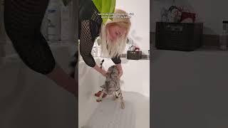 Download Lagu Cosmo musste gewaschen werden #katzen MP3