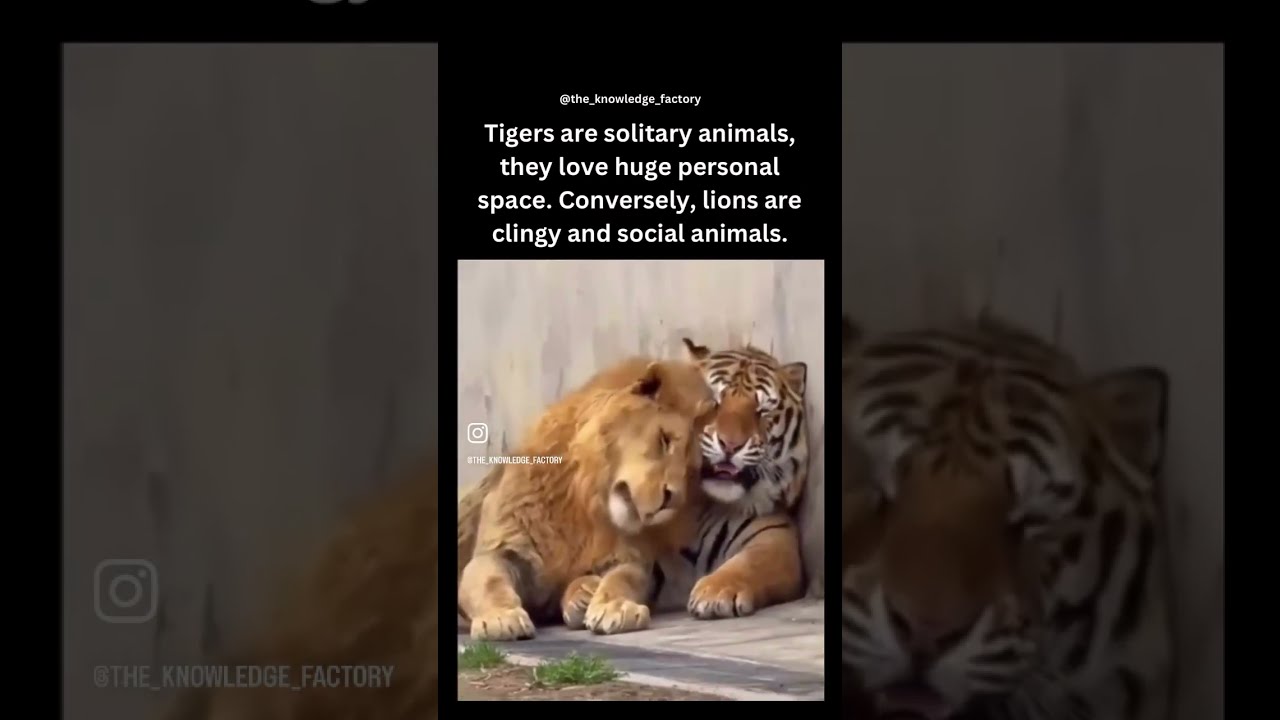 Lions And Tigers Cuddles Oh My 