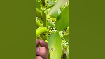Fava Beans #plants #shorts #viral