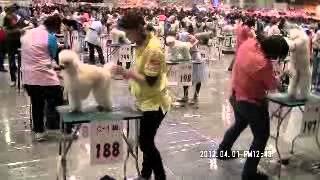 2012JKCトリミング大会（養成機関の部）トリミング風景