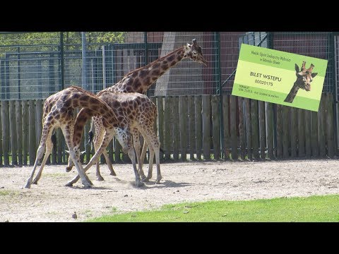 Zoo w Gdańsku Oliwie [HD]