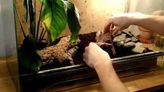 Terrarium Setup: Pandinus (Rainforest Scorpions) || Terrarienaufbau: Regenwald Skorpione