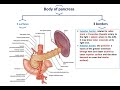 Anatomy Of The Pancreas Dr Ahmed Farid 
