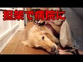 メイプルが朝イチで倒れてしまい焦った1日。血液検査の結果も悪く点滴も再開しました。【メイプル闘病記#43】
