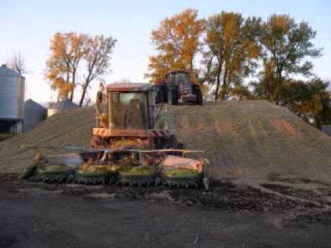 Allan dairy cutting corn silage