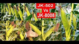 मक्का JK-502 Vs JK-8008 कौन सा बेहतर है..?