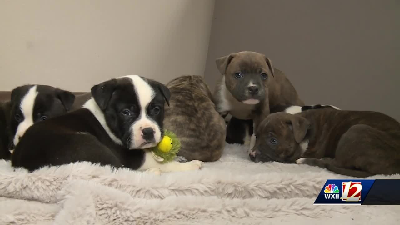 Abandoned puppies rescued in Davie County, found out on neighborhood ...