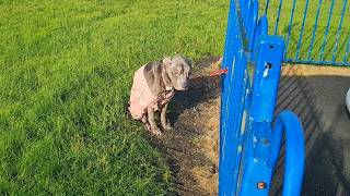 Left There Tied Up, All Atrophied… She Shrank, Weak & Desperate Still Hoping They Would Returned