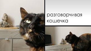 РАЗГОВОРЧИВАЯ КОШЕЧКА-ЗАБАВНЫЕ КОШКИ РАЗГОВОРЧИВАЯ КОШЕЧКА-ЗАБАВНЫЕ КОШКИ
