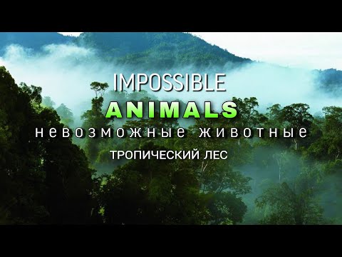 Невозможные животные. Тропический лес. шикарный Документальный фильм. Природа нашей планеты.