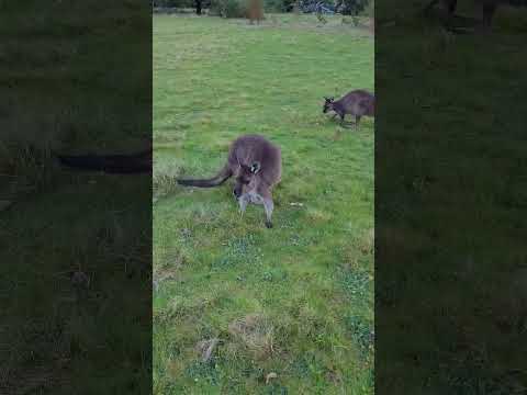 Дикие кенгуру в Австралии