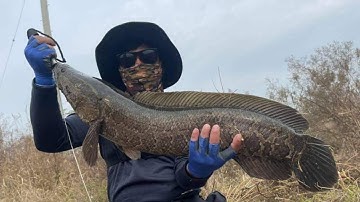 Thú Vui Câu Cá Lóc Hàn Quốc || Korea Fishing || 한국낚시