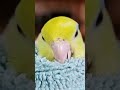 birb #bird #birdsofinstagram #parrotvideo #cutebirds #parrot #parrotlet #birdslover