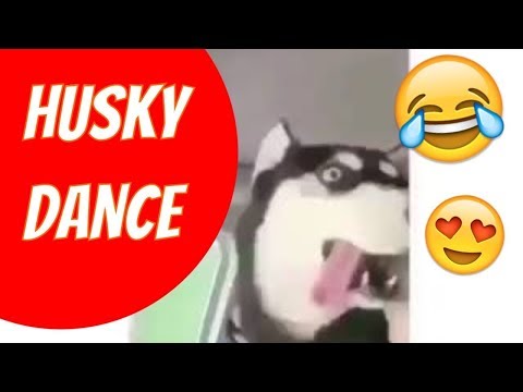 😆😂🐶-husky-dances-to-music-edited-meme