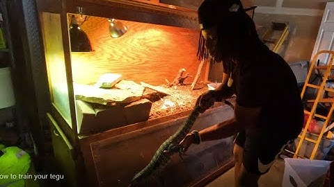 How To Tame Your Tegu!! (Almost Bitten!?)