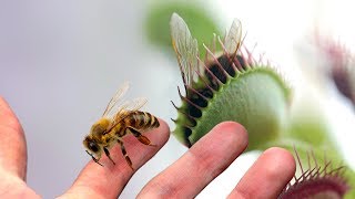 A Large Venus Flytrap VS a Bee