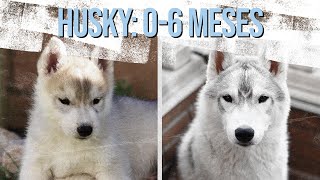 Crecimiento HUSKY SIBERIANO: de 0 a 6 meses