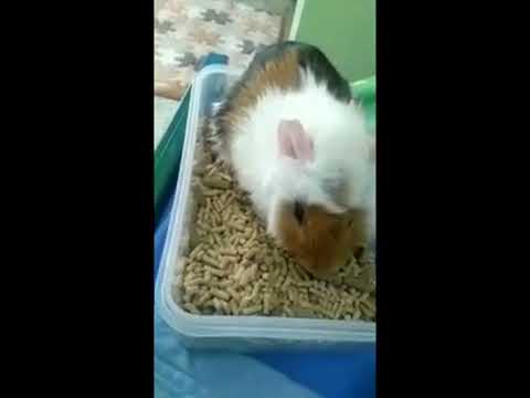 funny-white-hamster-and-guinea-pigs-and-gatsby