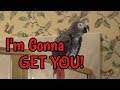 "I'm Gonna Get You!" - Einstein Parrot is being silly!