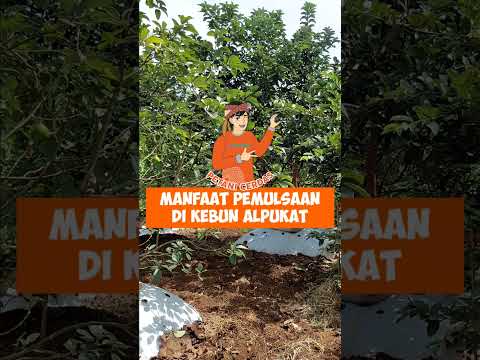 Video: Informasi Side Dressing Pupuk - Cara Merawat Tanaman Kebun