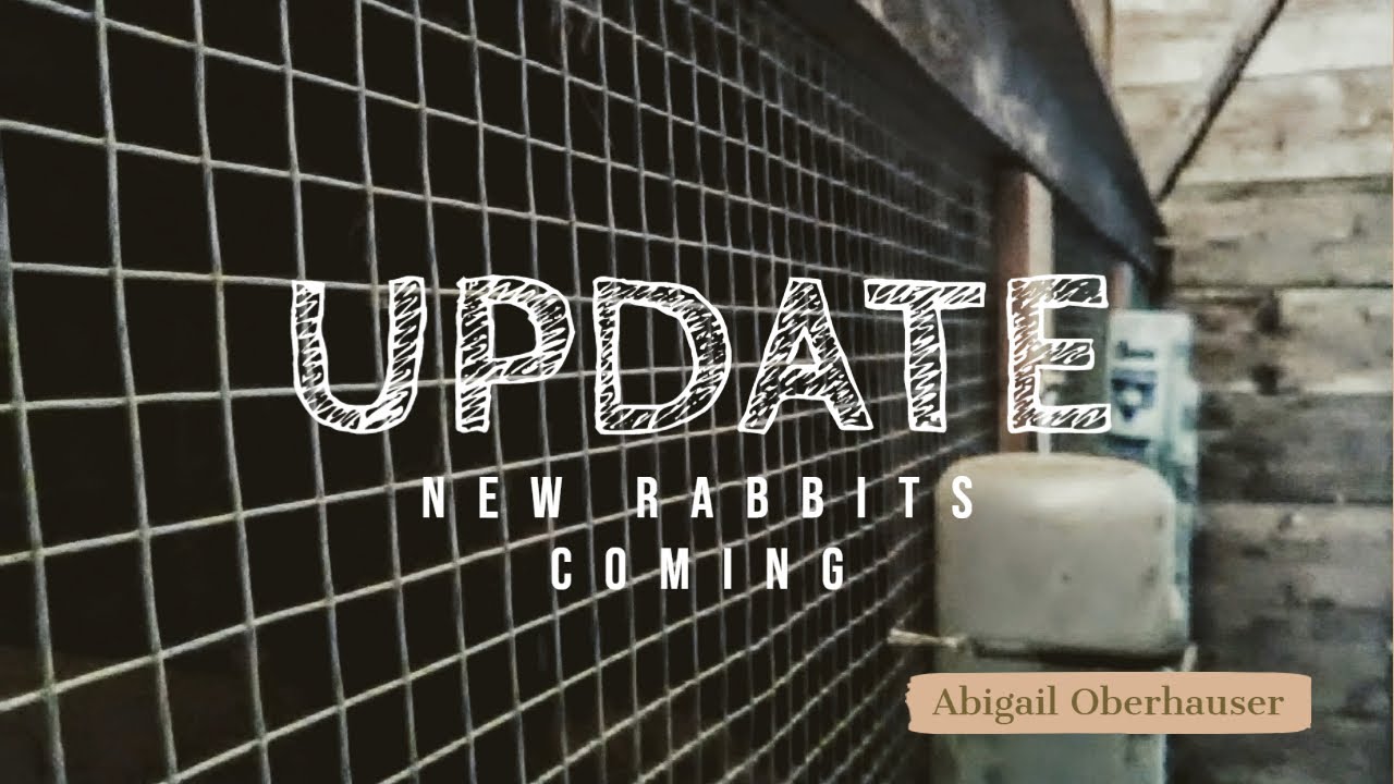 Update! New rabbits? 