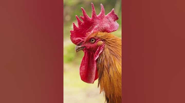 The Legend Of The Chicken Shooting Hero: The Nine Yin Bone Claw, The Female Hero Is So Scary!