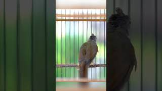 Kapas Tembak Gacor Ngebren Nembak Panjang  020 kapastembak birds kapastembakgacor