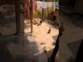 মুরগী যখন হাস কে তারায় #viral video # ariyan