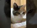 ごろごろ、甘えてる？