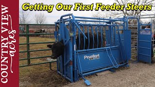 Getting our First Feeder Steers