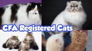 CFA Registered Cats for Sale in Hyderabad Tolichowki | Extreme Punch Face Persian Kittens Available