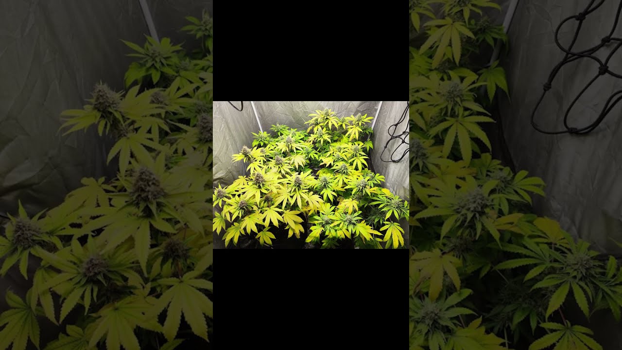 SLIDESHOW - Seed to Harvest - Purple Queen by 