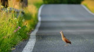 Courageous corncrake calling on the road