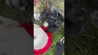 Chicks moved out of brooder to make room for new hatchlings! #americanos #ayamcemanichicks