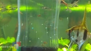 DIY Aquarium # How to make a fry trap for your aquarium # for Baby Fish #