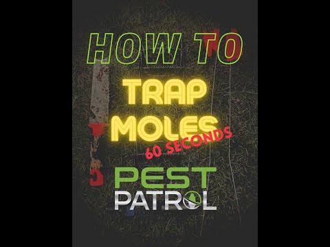 How To Trap Moles Explained In 60 Seconds