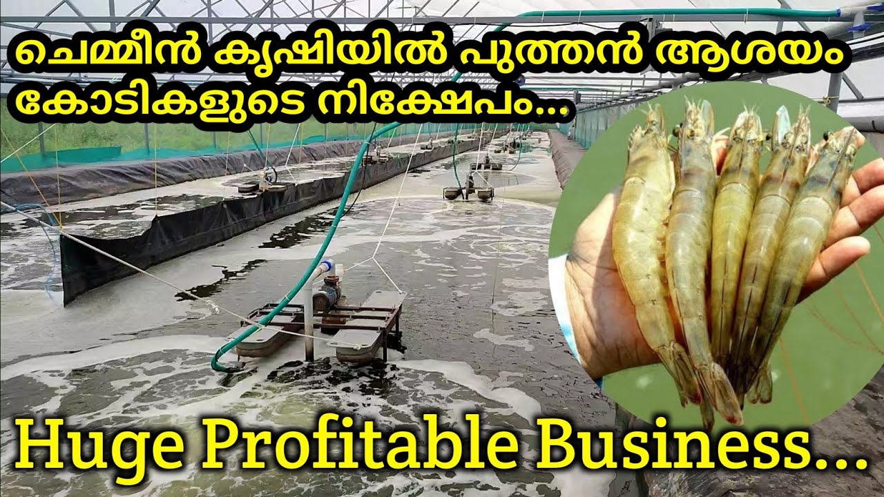 ലക്ഷങ്ങൾ സമ്പാദിക്കാവുന്ന പുതിയ കൃഷിരീതി/Prawns farming/ Race way system/ Profitable business