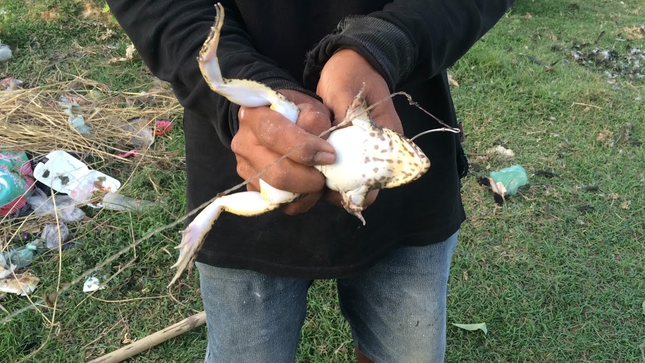 Amazing Fishing Frog By Hook How to Catch Frogs from the Pond Fishing Frog in Takeo Province