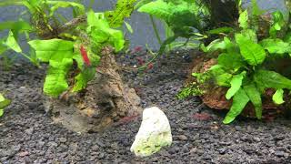 Breeding and Selling Shrimp