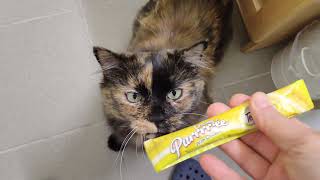 Betty Loves Her Purrrrée! MEOW! by CAT-astrophic! 212 views 3 months ago 1 minute, 16 seconds