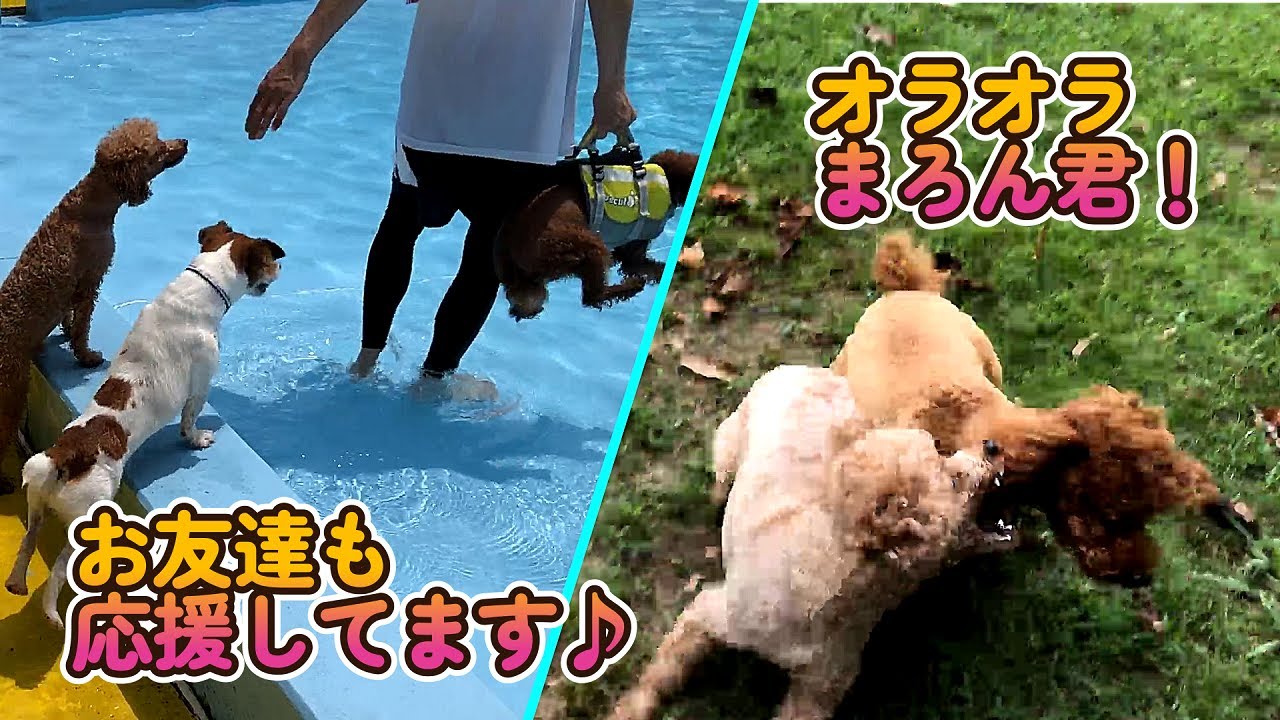 プードル達が今年も行ってきました！【プライムランド涸沼】