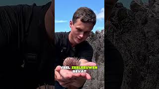 Op Een Zee Egel Gestapt