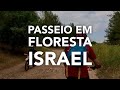 Passeio em Floresta, em Israel, Notícias de Israel, Rede Israel, Cafetorah