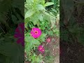 ada belelalang di kebun bunga gess #shortvideo #viralvideo #youtubeshorts