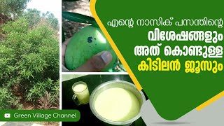 nasik pasand mango | green village channel | കിടിലൻ മാവ് നാസിക് പസന്ത്‌   | super mango