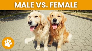 Stunning Differences Between Male And Female Dogs