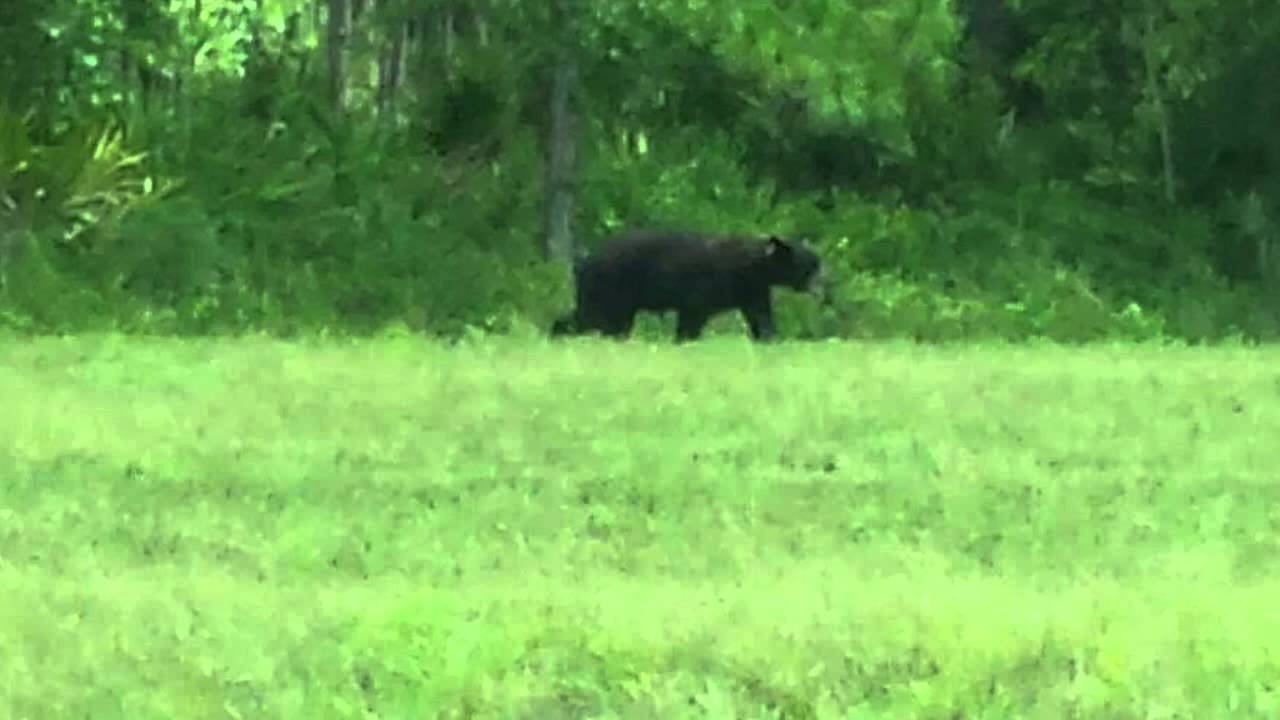 Bear Sighted in Cape Coral