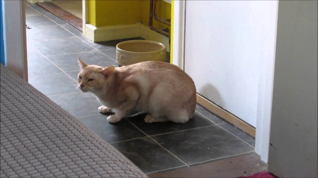 Abyssinian cat coughing? Sneezing? Asthma? - YouTube